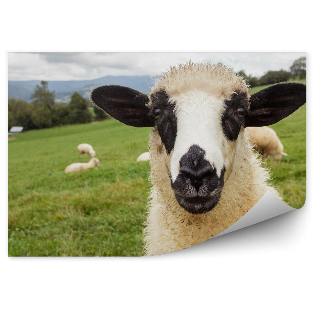 Papier peint Troupeau de moutons dans un pré Portrait Arbres de montagne
