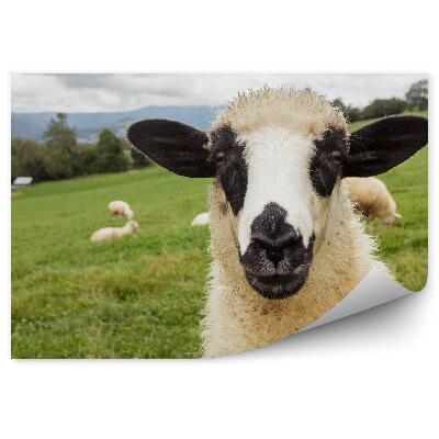 Papier peint Troupeau de moutons dans un pré Portrait Arbres de montagne
