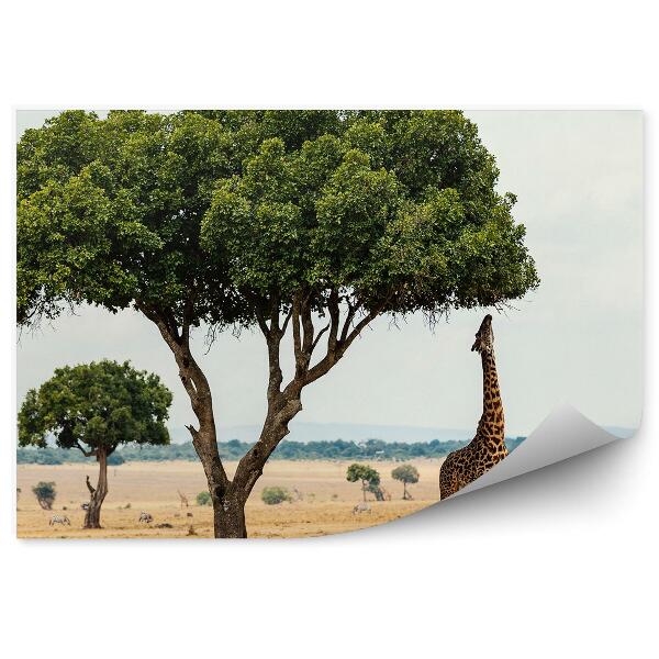 Papier peint Girafe Arbres Sawanna