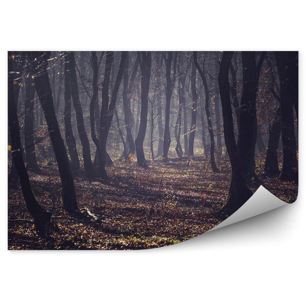 Papier peint Forêt Brumeuse Automne