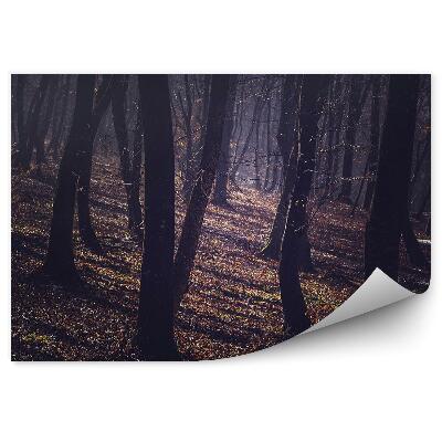 Papier peint Forêt Brumeuse Automne