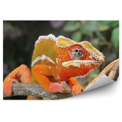 Papier peint Caméléon Orange
