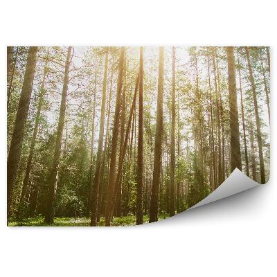 Papier peint Plantes sauvages Forêt Nature Lumière