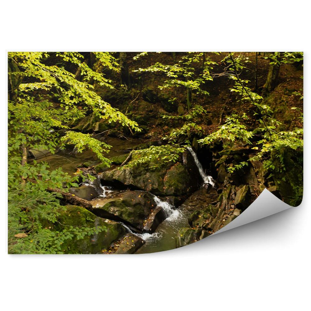 Papier peint Ruisseau Forestier Montagnes Bieszczady