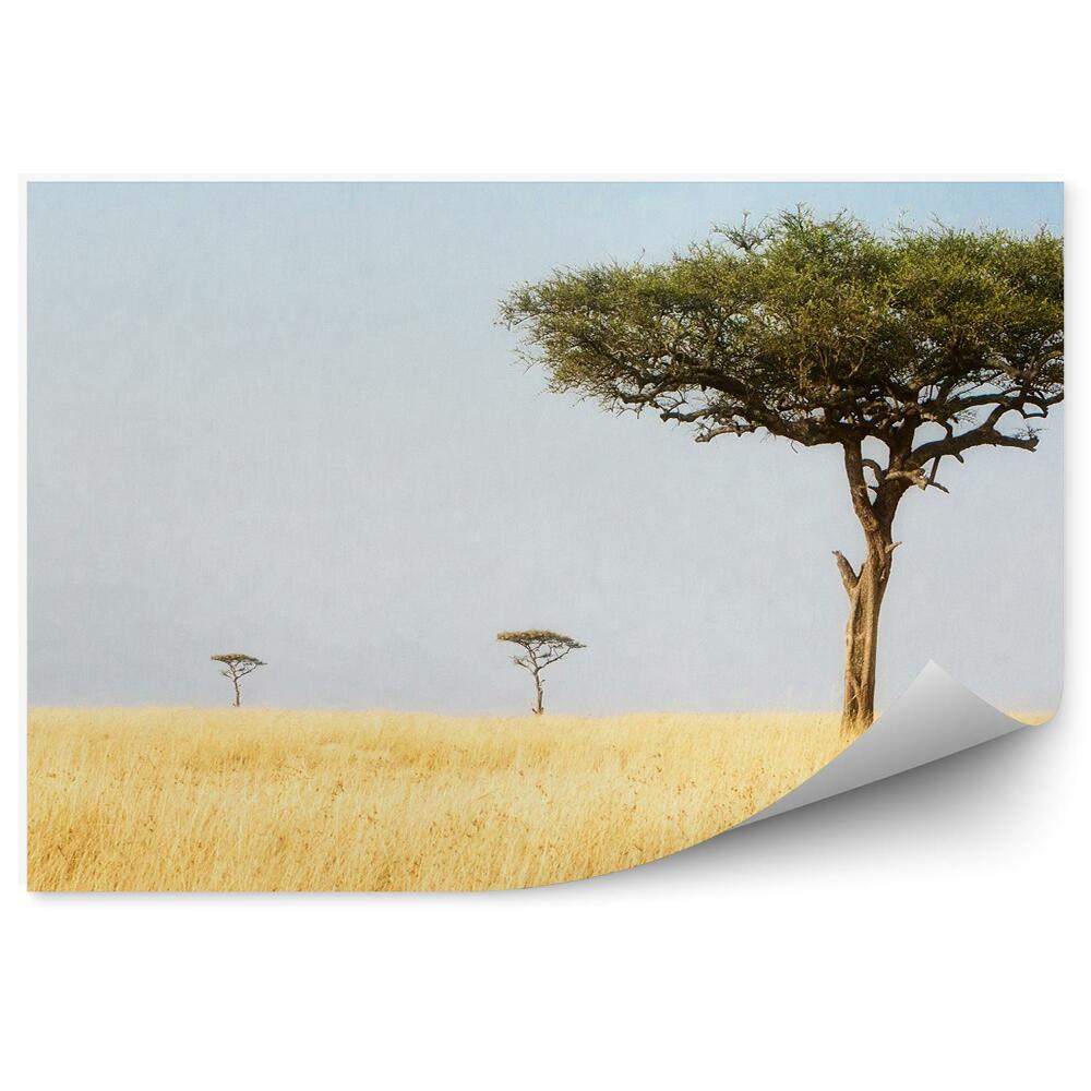 Papier peint Paysage arbres nature afrique