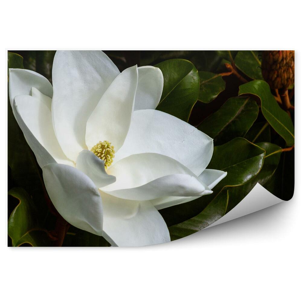 Papier peint Magnolias blancs feuilles vertes bourgeons fond noir