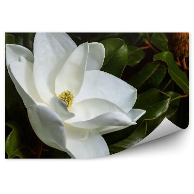 Papier peint Magnolias blancs feuilles vertes bourgeons fond noir