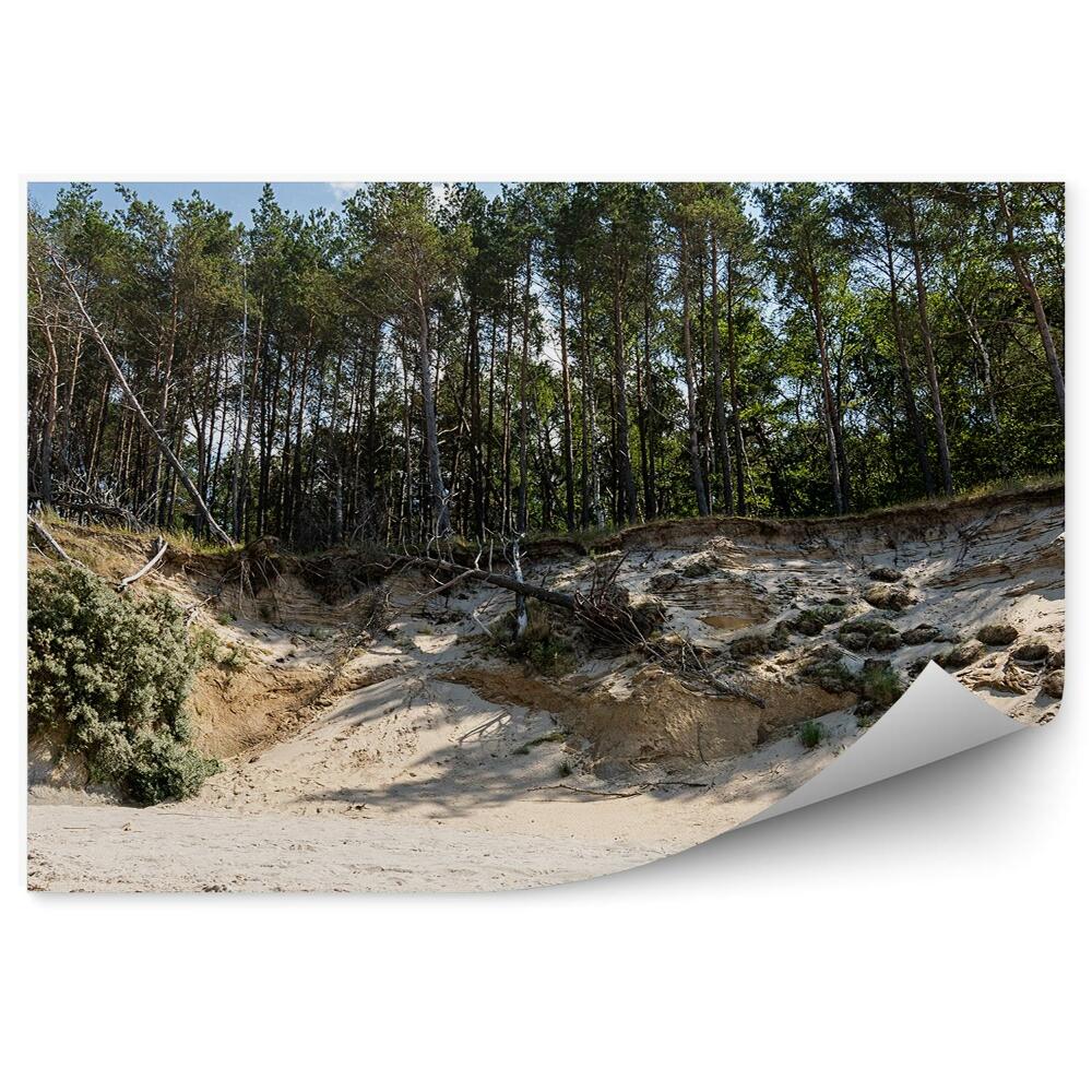 Papier peint Escarpement Arbres Forêt Plage Sable