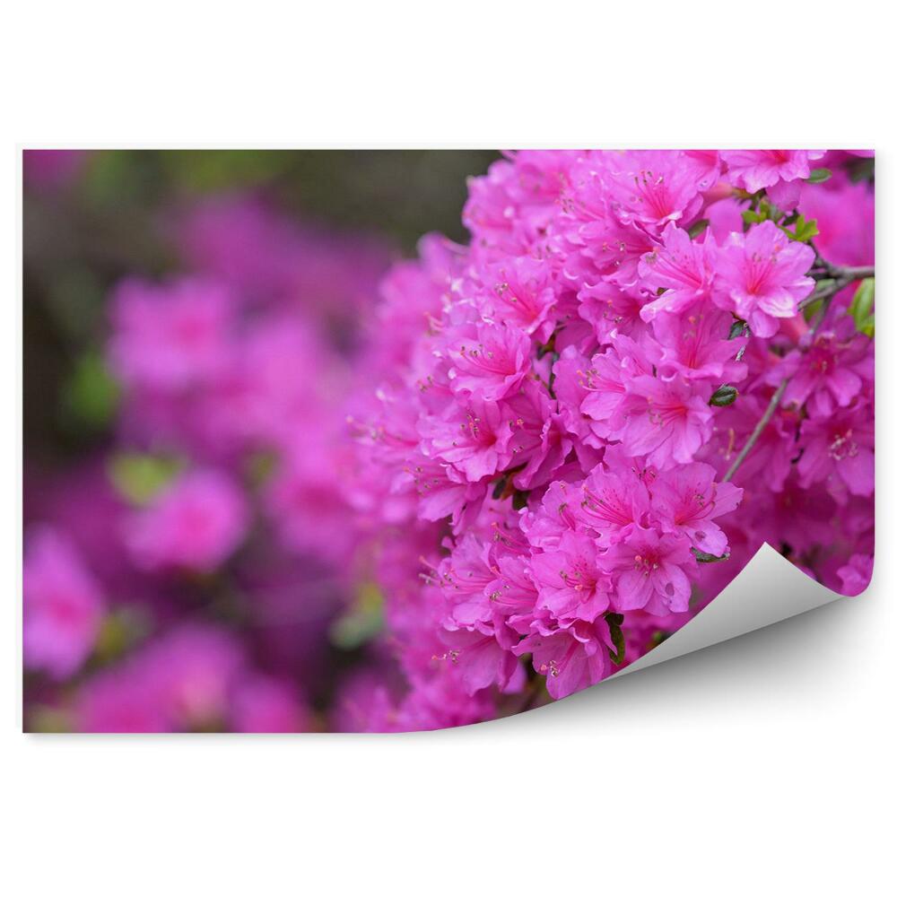 Papier peint Branche d'azalée fleurie