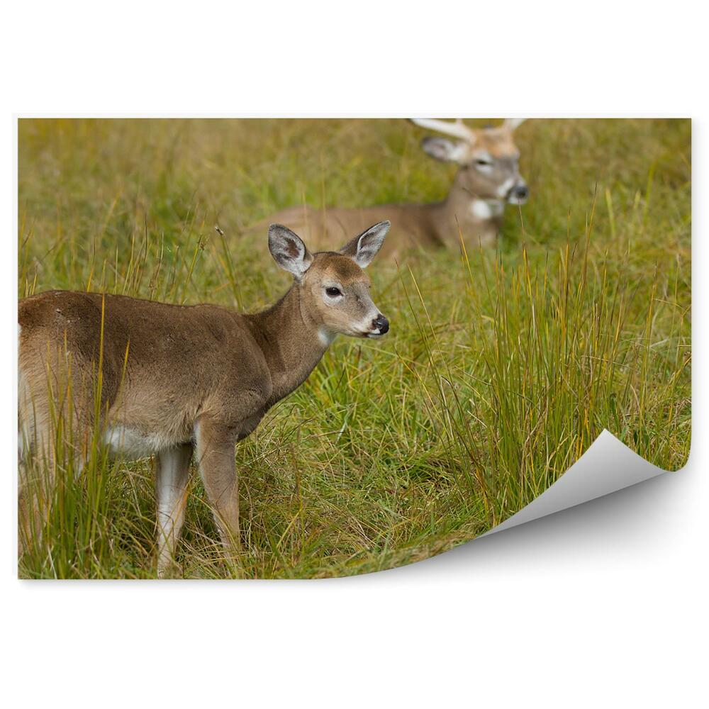 Papier peint Cerf Herbe Clairière Animal