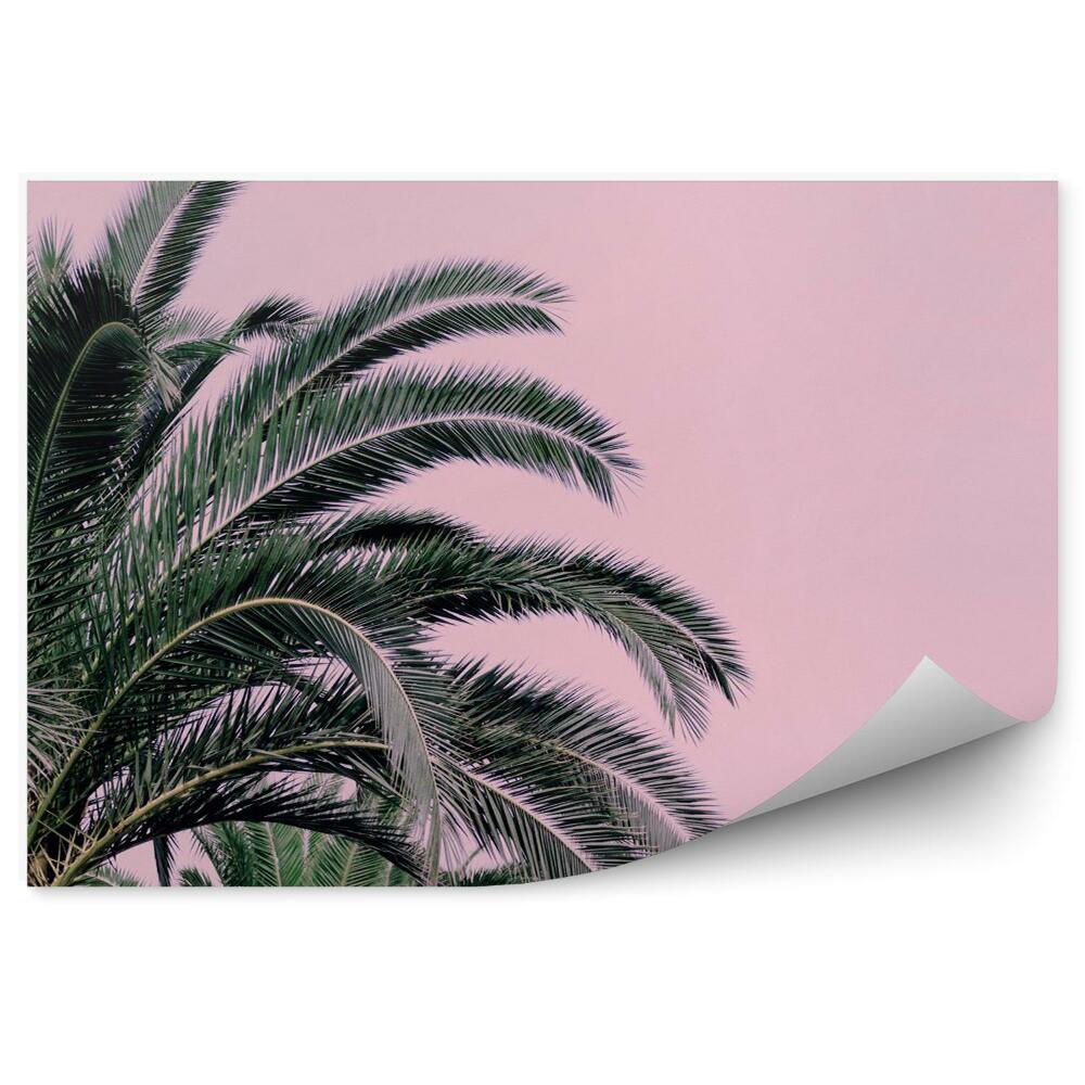 Papier peint Palmier sur fond rose