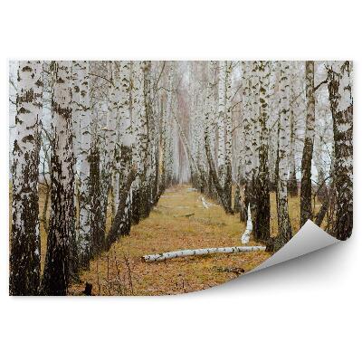 Papier peint Forêt De Bouleaux D'automne