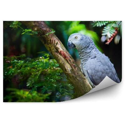 Papier peint Perroquet Gris Sur Araucaria