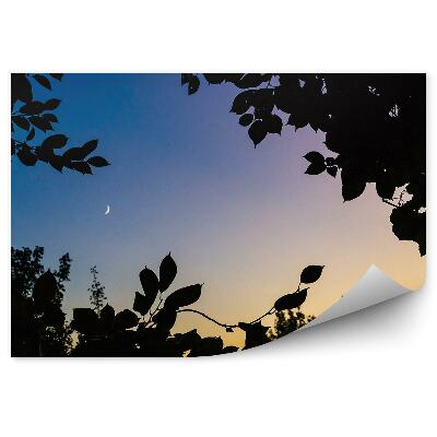 Papier peint Forêt De Conifères Forêt De Feuillus