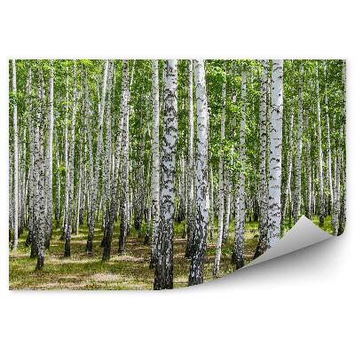 Papier peint Bouleau Forêt Herbe