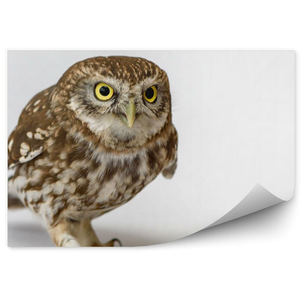 Papier peint Chouette Effraie Sur Fond Clair