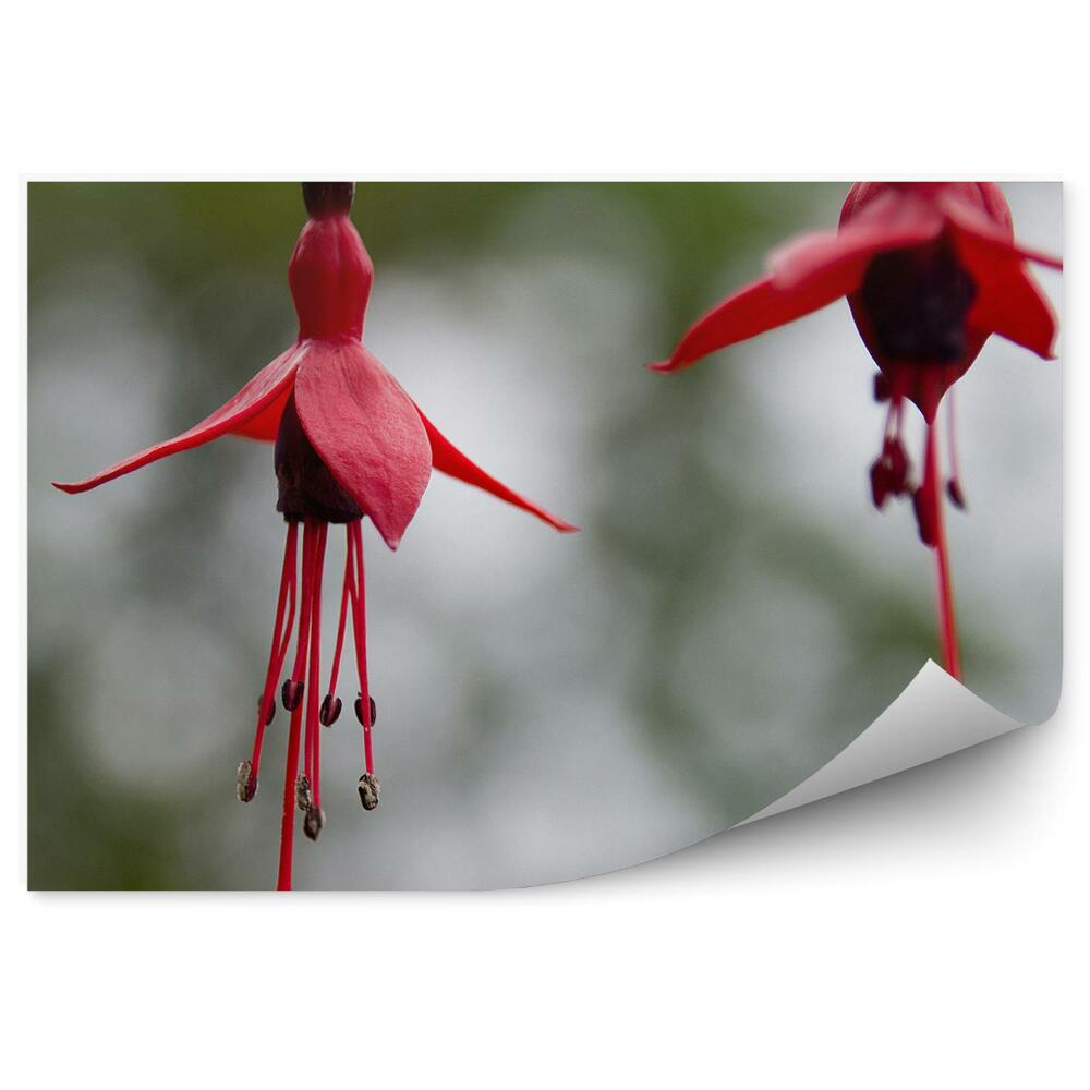 Papier peint Fleurs rouges fuchsia fond gris