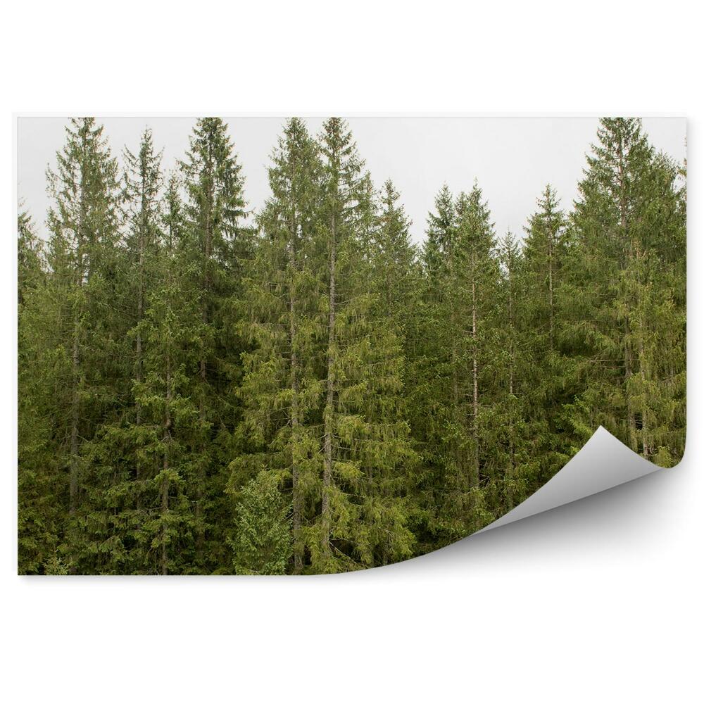 Papier peint Vue De La Forêt De Pins