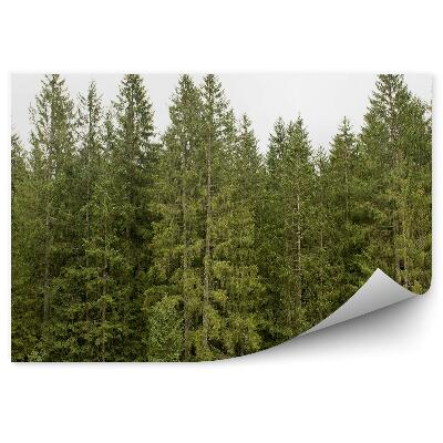 Papier peint Vue De La Forêt De Pins