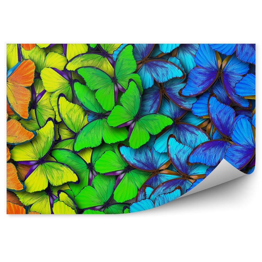 Papier peint Papillons Arc-En-Ciel