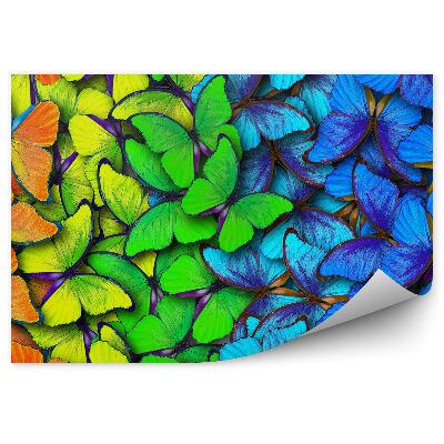 Papier peint Papillons Arc-En-Ciel