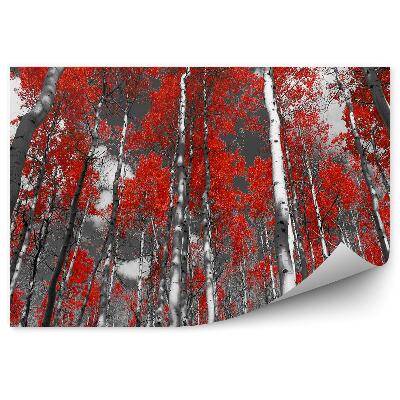 Papier peint Forêt de bouleaux et de peupliers rouges colorée