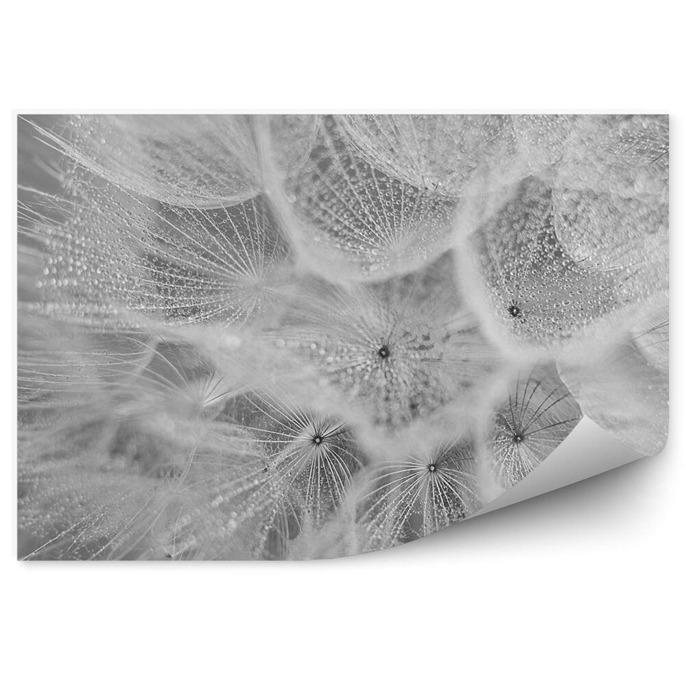 Papier peint Pissenlit en goutte d'eau