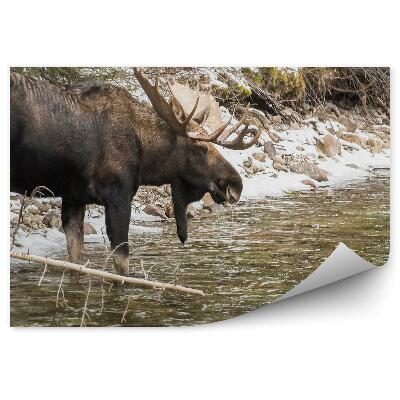 Papier peint Orignal Mâle Et Ruisseau De Montagne