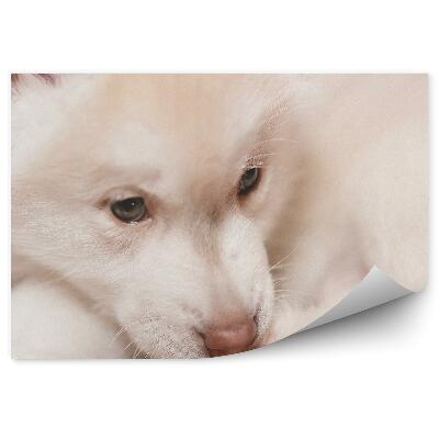 Papier peint Chiot Husky Blanc Couché Repos Gros Plan