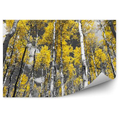 Papier peint Photo colorée d'une forêt de bouleaux et de peupliers