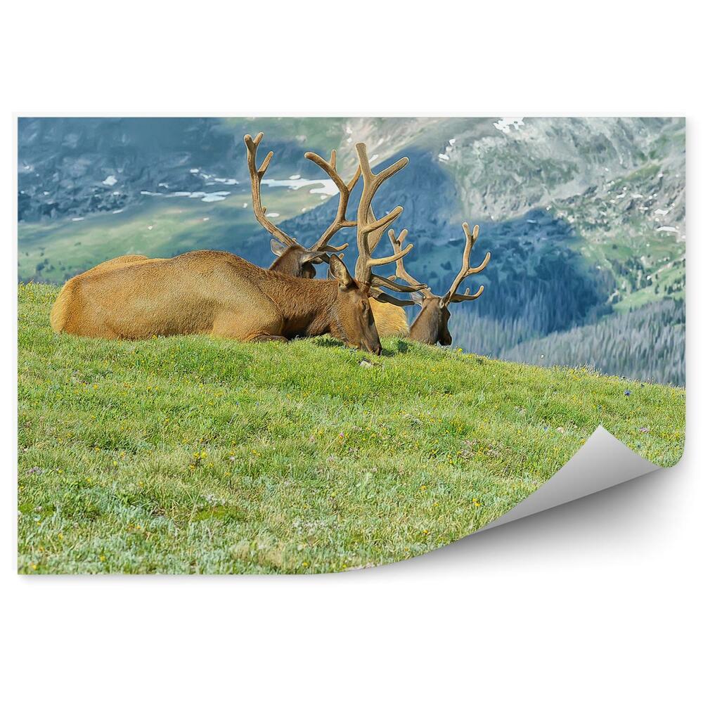 Papier peint Troupeau Animaux Repos Montagnes Pré Herbe