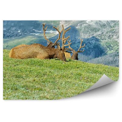 Papier peint Troupeau Animaux Repos Montagnes Pré Herbe