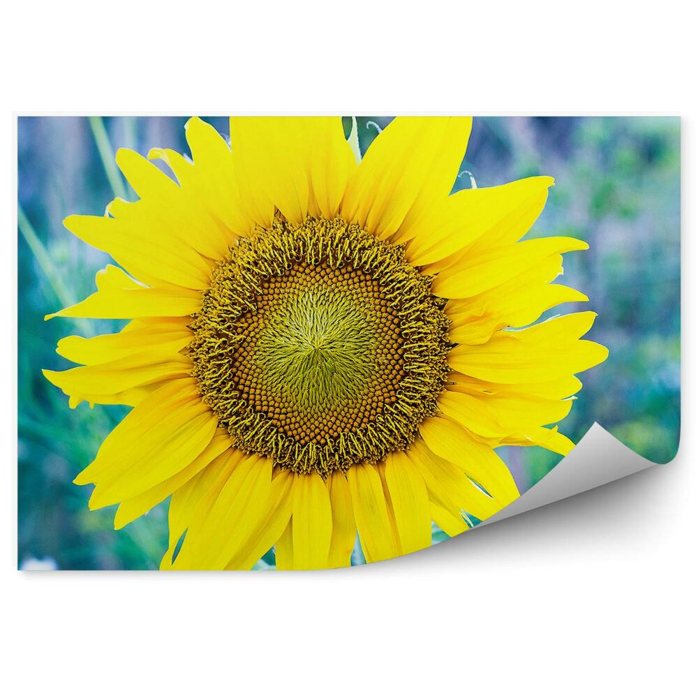 Papier peint Tournesol jaune jardin d'été