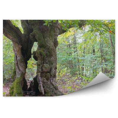 Papier peint Arbres Nature Végétation Feuilles vertes