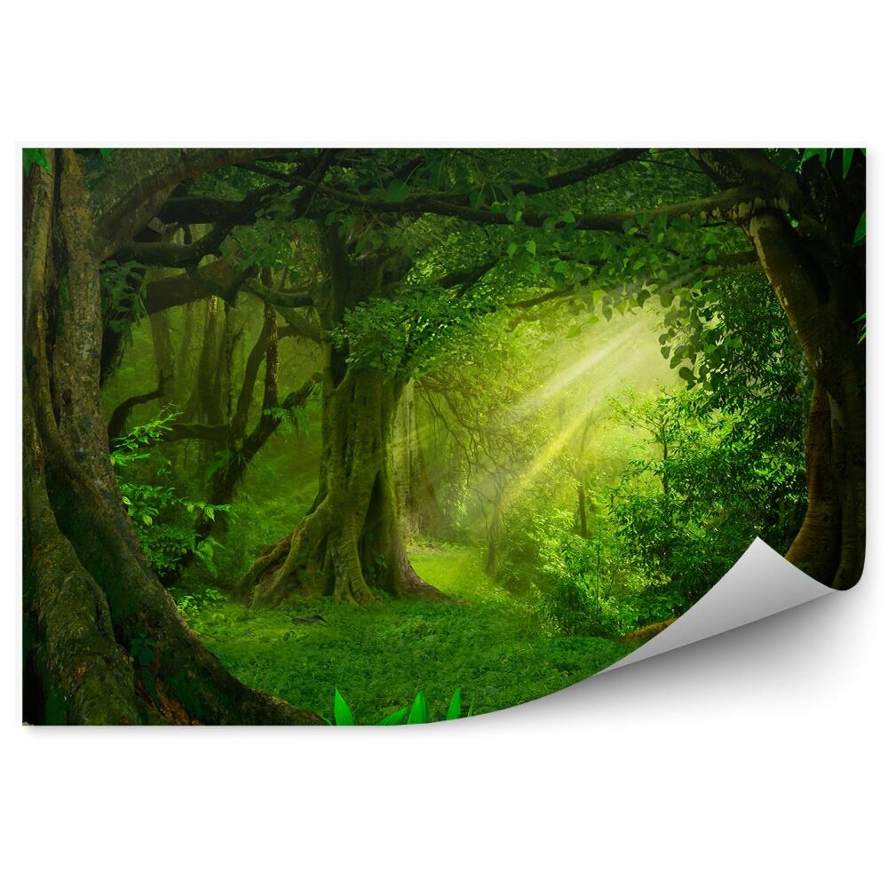 Papier peint Arbres verts de la jungle Feuilles