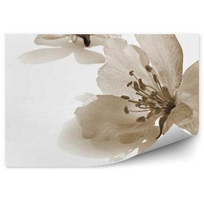 Papier peint Fond blanc de fleurs de pommier style rétro