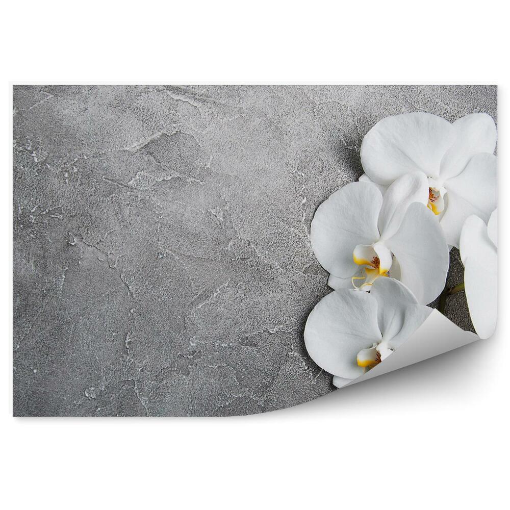 Papier peint Orchidée blanche en béton