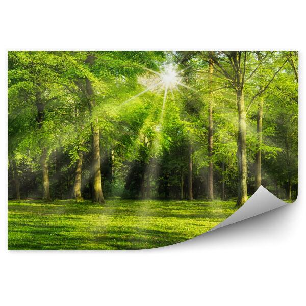 Papier peint Forêt verte au coucher du soleil