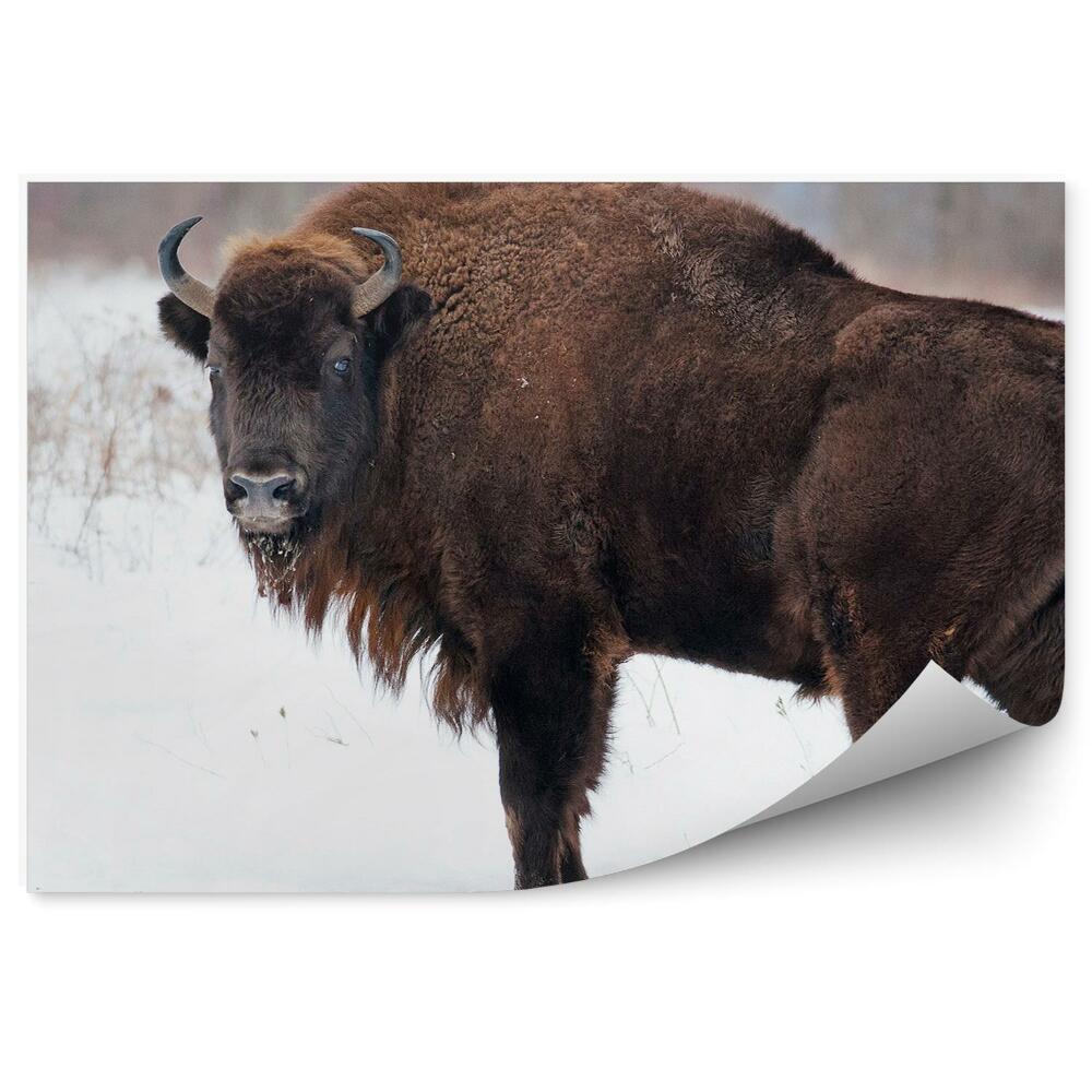 Papier peint Bison D'europe Sur La Neige