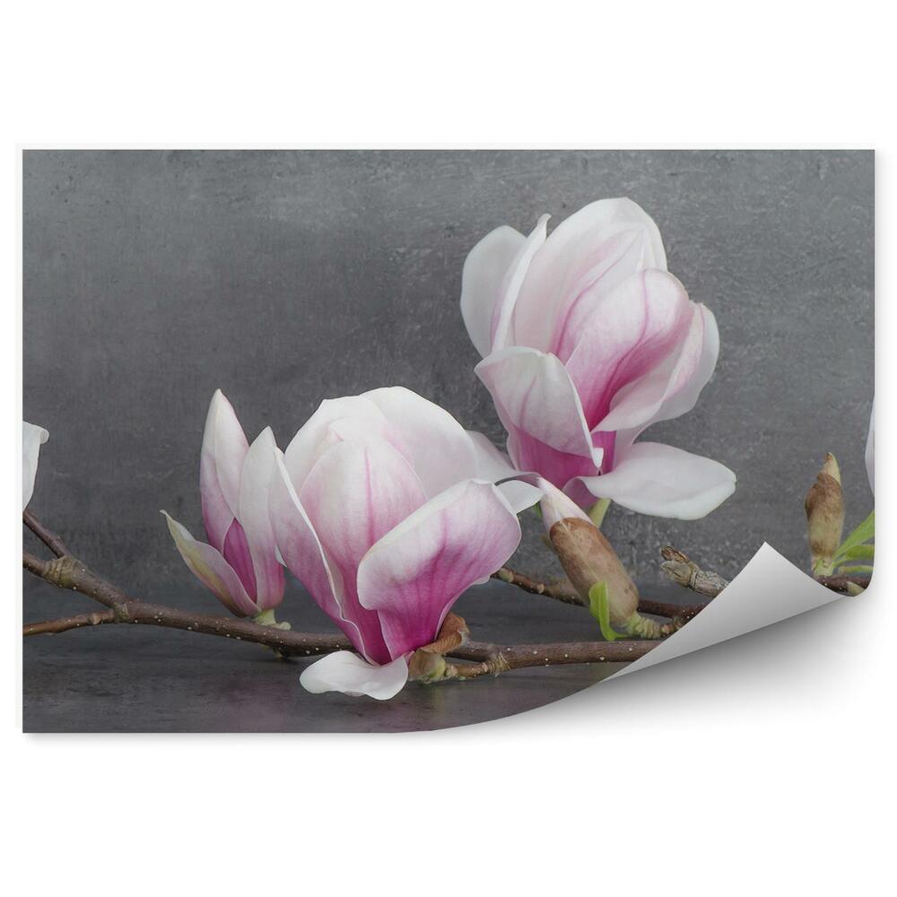 Papier peint Fleurs de Magnolia fond béton