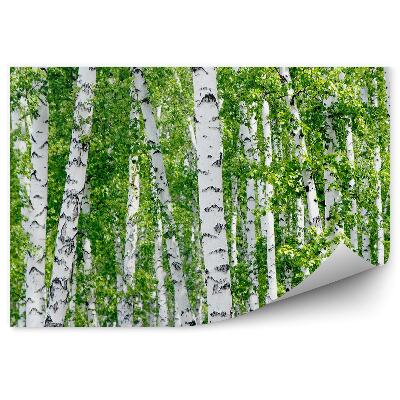 Papier peint Feuilles Vertes Des Bouleaux En Été