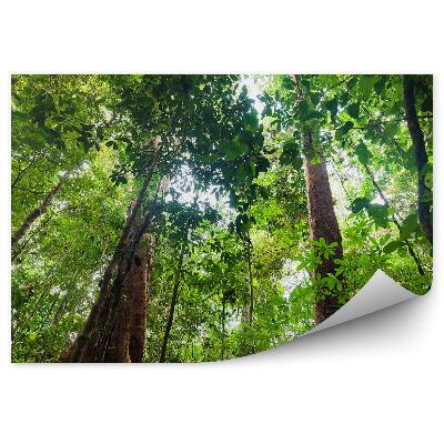 Papier peint Végétation luxuriante Jungle runescape Perspective