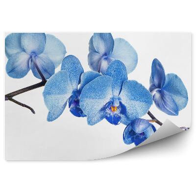 Papier peint Orchidée bleue