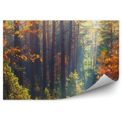 Papier peint Arbres Feuilles Orange Chemin Nature Automne