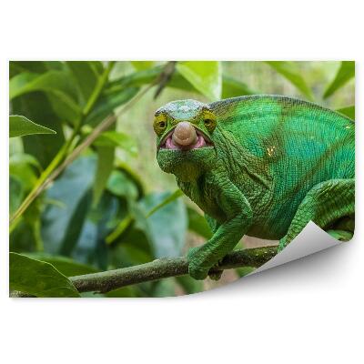 Papier peint Caméléon Montrant Sa Langue