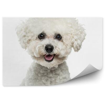 Papier peint Chien Blanc Pelucheux Heureux Fond Blanc