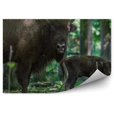 Papier peint Bison D'europe Avec Un Veau Parmi Les Arbres