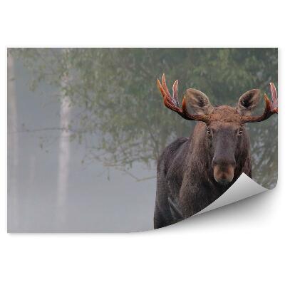 Papier peint Orignal Mâle Dans La Brume D'automne