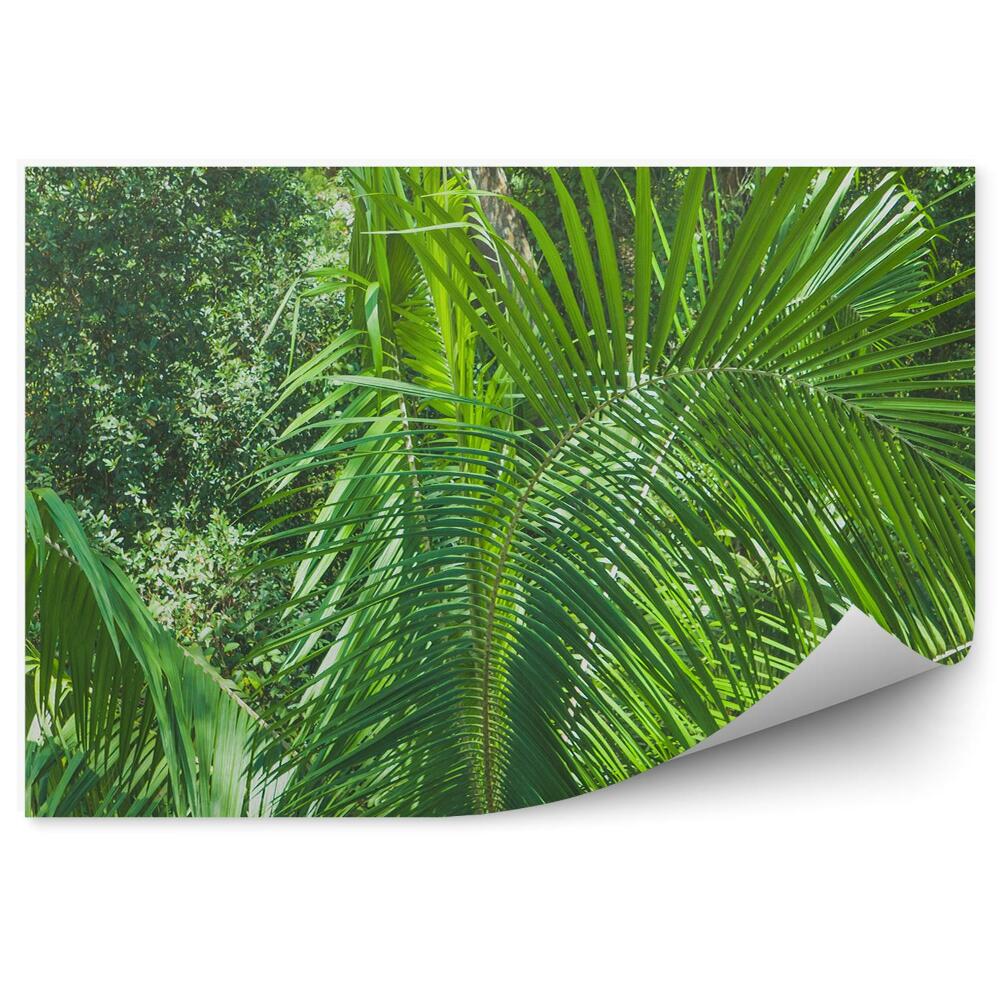 Papier peint Feuilles de la jungle tropicale Plantes Nature