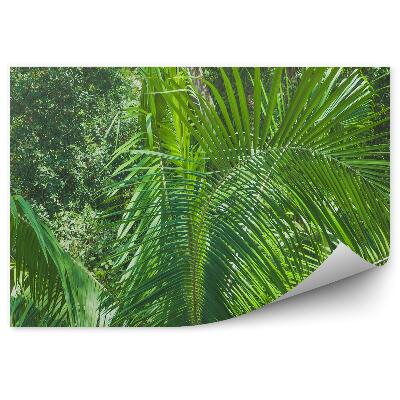 Papier peint Feuilles de la jungle tropicale Plantes Nature
